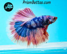 Load image into Gallery viewer, Pink Marble Halfmoon Male
