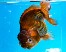 Load image into Gallery viewer, Bronze Panda Oranda Goldfish Female (4.5 inches). Imported from Thailand