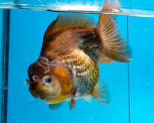 Load image into Gallery viewer, Bronze Panda Oranda Goldfish Female (4.5 inches). Imported from Thailand