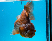 Load image into Gallery viewer, Bronze Panda Oranda Goldfish Female (4.5 inches). Imported from Thailand