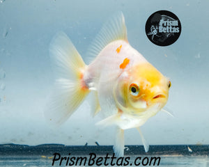 White Oranda Goldfish