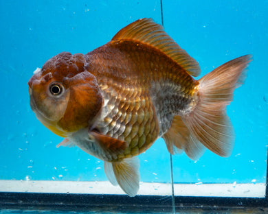 Bronze Panda Oranda Goldfish Female (4.5 inches). Imported from Thailand