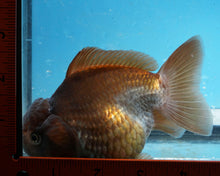 Load image into Gallery viewer, Bronze Panda Oranda Goldfish Female (4.5 inches). Imported from Thailand