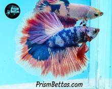 Load image into Gallery viewer, Pink Marble Halfmoon Male