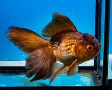 Load image into Gallery viewer, Bronze Oranda Longfinned Goldfish Male (5 inches). Imported from Thailand