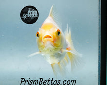 Load image into Gallery viewer, White Oranda Goldfish