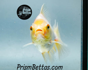 White Oranda Goldfish