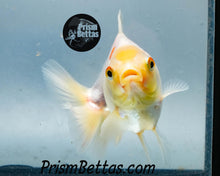 Load image into Gallery viewer, White Oranda Goldfish