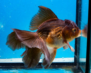 Bronze Oranda Longfinned Goldfish Male (5 inches). Imported from Thailand