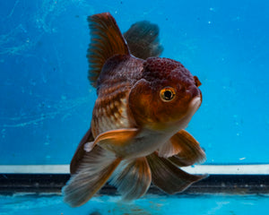 Bronze Oranda Longfinned Goldfish Male (5 inches). Imported from Thailand