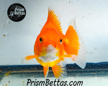 Load image into Gallery viewer, Red Oranda Goldfish