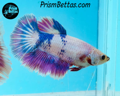 Purple Marble Halfmoon Female