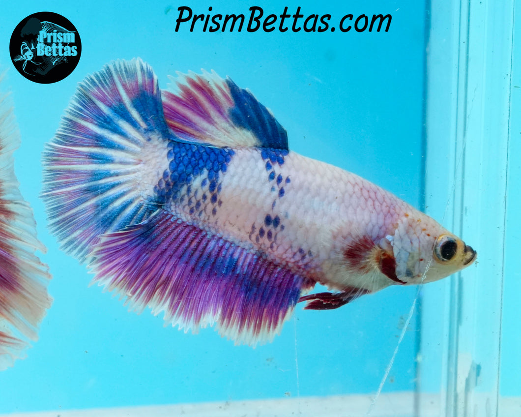 Purple Marble Halfmoon Female