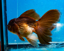 Load image into Gallery viewer, Bronze Oranda Longfinned Goldfish Male (5 inches). Imported from Thailand