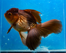 Load image into Gallery viewer, Bronze Oranda Longfinned Goldfish Male (5 inches). Imported from Thailand