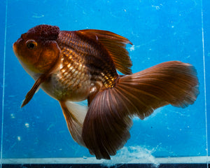 Bronze Oranda Longfinned Goldfish Male (5 inches). Imported from Thailand