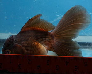 Bronze Oranda Longfinned Goldfish Male (5 inches). Imported from Thailand
