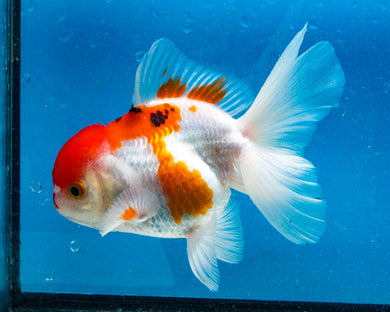 Tricolor Oranda Goldfish Male (4 inches). Imported from Thailand