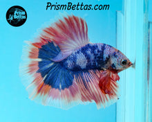 Load image into Gallery viewer, Pink Marble Halfmoon Male