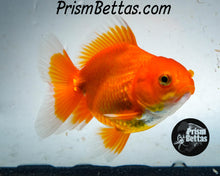 Load image into Gallery viewer, Red Oranda Goldfish