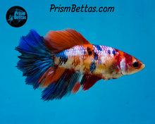 Load image into Gallery viewer, Rainbow Marble Halfmoon Female