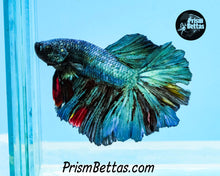 Load image into Gallery viewer, Turquoise Marble Rosetail Halfmoon Male