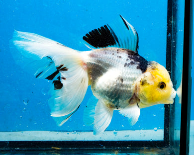 Panda Oranda Goldfish Male (5 inches). Imported from Thailand