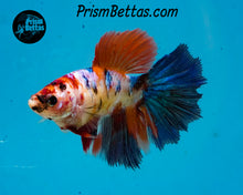 Load image into Gallery viewer, Rainbow Marble Halfmoon Female