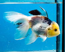 Load image into Gallery viewer, Panda Oranda Goldfish Male (5 inches). Imported from Thailand