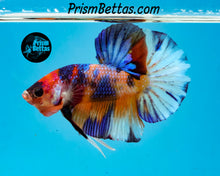 Load image into Gallery viewer, Candy Koi Halfmoon Plakat Male