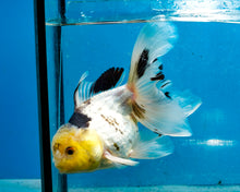 Load image into Gallery viewer, Panda Oranda Goldfish Male (5 inches). Imported from Thailand