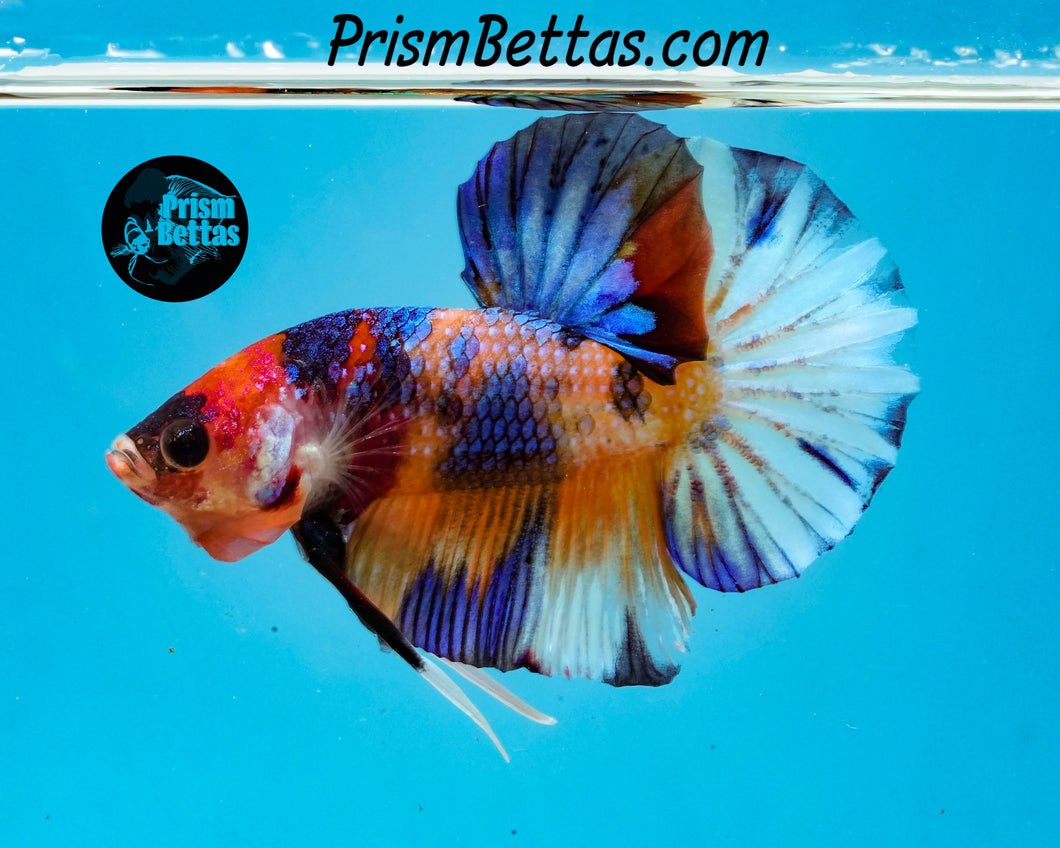 Candy Koi Halfmoon Plakat Male