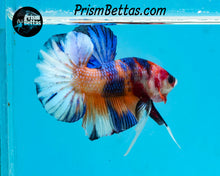 Load image into Gallery viewer, Candy Koi Halfmoon Plakat Male