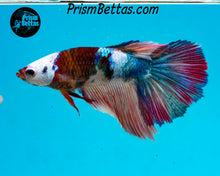Load image into Gallery viewer, Candy Koi Halfmoon Female