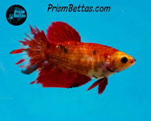 Load image into Gallery viewer, Red Koi Halfmoon Female