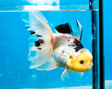 Load image into Gallery viewer, Panda Oranda Goldfish Male (5 inches). Imported from Thailand