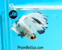 Load image into Gallery viewer, Copper/Platinum Marble Halfmoon Male