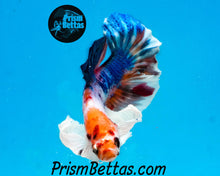 Load image into Gallery viewer, Rainbow Marble Dumbo Halfmoon Plakat Male