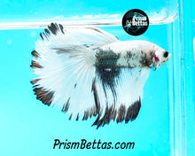 Load image into Gallery viewer, Copper/Platinum Marble Halfmoon Male