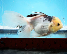 Load image into Gallery viewer, Panda Oranda Goldfish Male (5 inches). Imported from Thailand