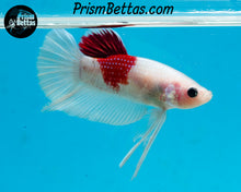 Load image into Gallery viewer, Tancho Koi Halfmoon Plakat Male