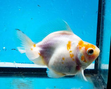 Sakaru Ryukin Male. Proven Breeder (4 inches). Imported from Thailand
