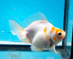 Sakaru Ryukin Male. Proven Breeder (4 inches). Imported from Thailand