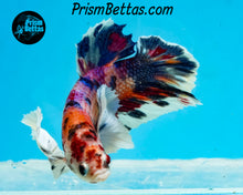 Load image into Gallery viewer, Rainbow Marble Dumbo Halfmoon Plakat Male