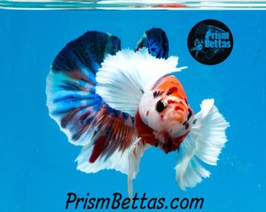 Rainbow Marble Dumbo Halfmoon Plakat Male