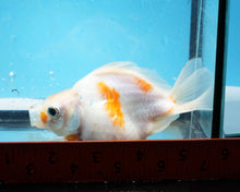 Load image into Gallery viewer, Sakaru Ryukin Male. Proven Breeder (4 inches). Imported from Thailand