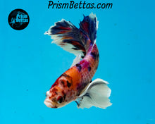 Load image into Gallery viewer, Rainbow Marble Dumbo Halfmoon Plakat Male