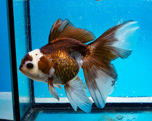 Load image into Gallery viewer, Panda Oranda Male (4 inches). Imported from Thailand