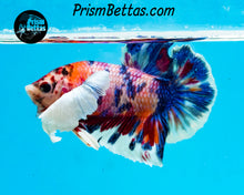 Load image into Gallery viewer, Rainbow Marble Dumbo Halfmoon Plakat Male