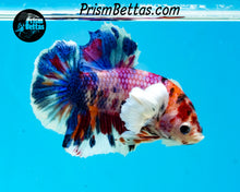 Load image into Gallery viewer, Rainbow Marble Dumbo Halfmoon Plakat Male